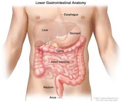Current information on the microbiota role in the pathogenesis of functional and organic intestinal diseases (irritable bowel syndrome, inflammatory bowel diseases, colorectal cancer) is presented. Anal Cancer Expanded Version Ascrs