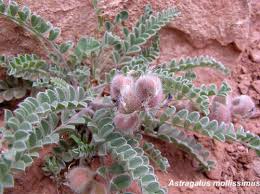 Astragalus It Stops Aging Cancer And More Health Kismet Blog