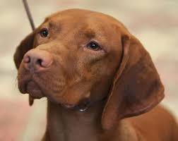 And remember, if you can't find the breed you're looking for on this page, consider browsing our puppies for sale or dogs for sale pages. Vizsla History Registry Vizsla Record Holders Top Winning Vizslas A Tribute To Vizslas Making History Vizsla Registry Jayney S Creative Works Jcw