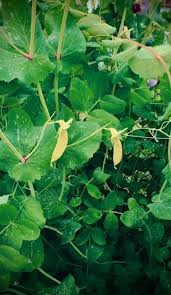 Image result for Pisum sativum