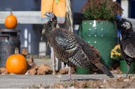 Because turkeys are able to fly, those birds have been confined to the caged yard. Wild Turkeys That Attacked Toms River Community To Be Removed