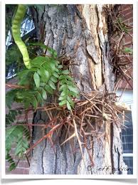 We did not find results for: Honeylocust Tree Honey Locust Tree Honey Locust Tree Identification