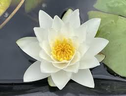 Image result for Nymphaea