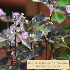 Image result for Tinnea galpinii