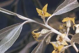 Image result for Antizoma angustifolia