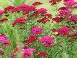 What are you waiting for?! Best Plants With Fragrant Leaves To Grow