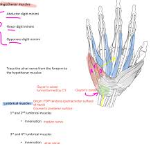 The main function of this muscle is the flexion of the foot and toes. Week 15 Forearm Hand Anatomy Flashcards Memorang