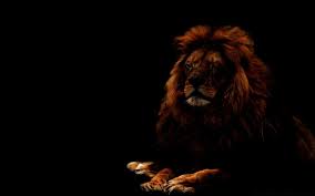 We did not find results for: Lion Phone Wallpapers