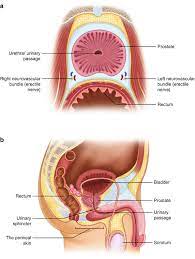 06.04.2018 · a quick update since my last post: Focal Therapy For Prostate Cancer A Guide For Patients Springerlink