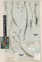 Image result for Kohautia cynanchica