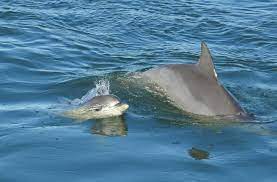 Do dolphins mate for life? Dolphin Mating And Reproduction Everything You Need To Know