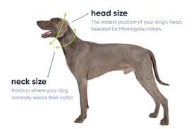Measure your pup's neck size (neck circumference) a dog collar should be fairly tight, yet comfortable. Dog Collar Sizing Measuring Breeds