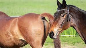 Big Horse Breeding And Meeting Beautiful Hybrid Horse Breed Youtube