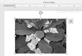 Gambar ikan hitam putih infoikan.com ikan adalah anggota vertebrata poikilotermic (berdarah dingin) yang hidup di air dan bernapas dengan insang. Merubah Gambar Di Dokumen Microsoft Word Menjadi Hitam Putih