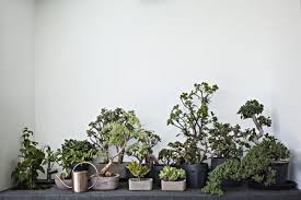 In massachusetts this is between march and the end of may depending on how harsh the winter. 9 Trees That Make Good Bonsai Specimens
