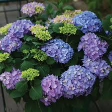 Maybe you would like to learn more about one of these? Hydrangea Plant In Bentonville Ar Matkins Flowers Greenhouse