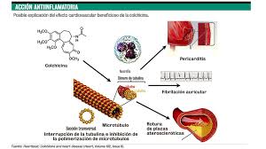 In prima zi se administreaza o doza de 3 comprimate colchicina (3 mg colchicina) repartizata in 3. En Un Importante Ensayo Clinico La Colchicina Mostro Reducir El Riesgo De Complicaciones Por Covid 19 Noticias De Bariloche