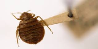 Los angeles pest control faq. Bed Bugs Washington Baltimore Chicago Los Angeles Are Worst Cities