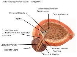 Pin On Nursing School Notes
