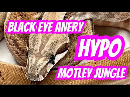 Image result for Monotes hypoleucus