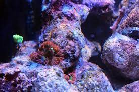 Rock Flower Anemone Picture Thread Invertebrate Forum Nano Reef Community
