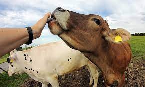The Reality Of Farming Animals Painful Mutilations