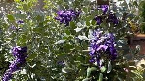 Leylandii hedge ficus hedge rose hedge hedge trees flower hedge evergreen hedge bamboo hedge privet hedge cherry laurel hedge. Large Evergreen Shrubs Can Do More Than Block Wind Ugly Views