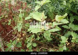 Image result for Solanum anguivi