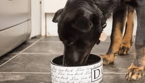 The Best Dog Food For Dogs With Diarrhea And Loose Stools