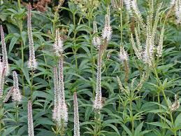All other herbaceous, flowering dicots. Kandelaberehrenpreis Veronicastrum Virginicum Stauden Wissen