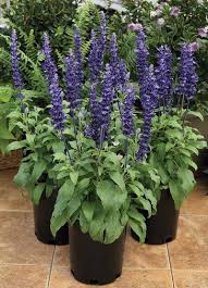 Image result for Salvia farinacea
