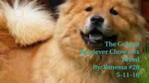 We did not find results for: The Golden Retriever Chow Mix Breed By Vanessa Mitchell