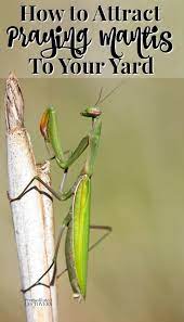 We cannot sell insects which are imported or obtained illegally or without permit. How To Attract Praying Mantis To Your Garden
