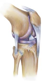 Anatomy Knee Joint Klinik Am Ring