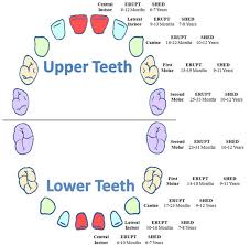 Primary Dentition Tooth Chart Baby Tooth Chart Baby Teeth