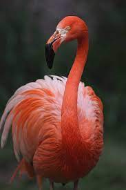 Flamingo Photograph By By Eduardo Muraoka Photography Animal Photography Wildlife Nature Photography Animals Wild Animals Photography