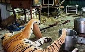 Un primer tiempo muy bueno, con león a la ofensiva y atajadas extraordinarias de talavera. Descubren En Republica Checa Matadero De Tigres Leones Y Pumas Oaxaca
