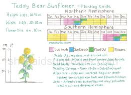 Teddy bear is a dwarf double flowering variety, firecracker is a colorful mix of dwarf sunflowers, and big smile is a they produce allelopathic compounds, which can inhibit the growth of other plants. Teddy Bear Sunflower How To Sow Grow And Care For Images And Guide