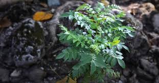 Curry leaves provide us numerous health benefits like boosting iron levels, controls blood sugar levels. Grow Curry Leaves At Home Using This Organic Formula Lifestyle News English Manorama