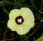 Image result for Merremia palmata