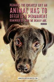 Dog Quote Perhaps The Greatest Gift An Animal Has To Offer Dog Dog Quotes Inspirational Quotes Funn Dog Quotes Inspirational Dog Quotes Funny Dog Quotes