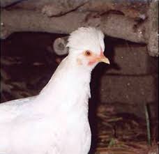 When learning english, you are likely to come across a lot of animals, each of these has its own name. Morphological Characterization Of Indigenous Chickens Of Sikkim And West Bengal India Animal Genetic Resources Resources Genetiques Animales Recursos Geneticos Animales Cambridge Core