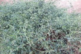 Image result for Orthanthera