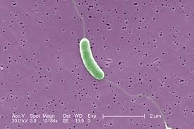 What to Know About the ‘Flesh-Eating’ Bacteria That Killed Someone in Florida