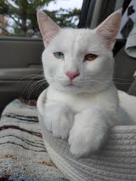 Bailey wanted to go “camping” with me this weekend.