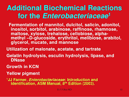 Biochemical Tests In Enterobacteriaceae