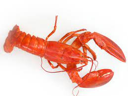 More images for how much is a live lobster » How To Eat A Whole Lobster