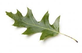 Oak leaves tree leaves plant leaves trees and shrubs trees to plant conifer trees tree leaf identification michigan trees logo fleur. Types Of Oak Trees Learn About Different Oak Tree Varieties