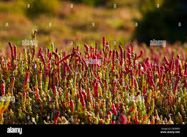 Image result for Halosarcia