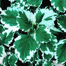 Image result for Plectranthus swynnertonii